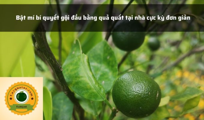 Bật mí bí quyết gội đầu bằng quả quất tại nhà cực kỳ đơn giản