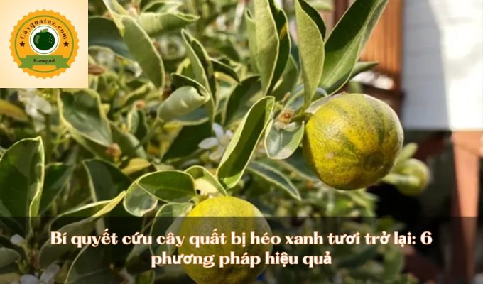 Bí quyết cứu cây quất bị héo xanh tươi trở lại: 6 phương pháp hiệu quả