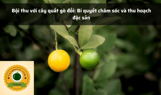 Bội thu với cây quất gò đồi: Bí quyết chăm sóc và thu hoạch đặc sản