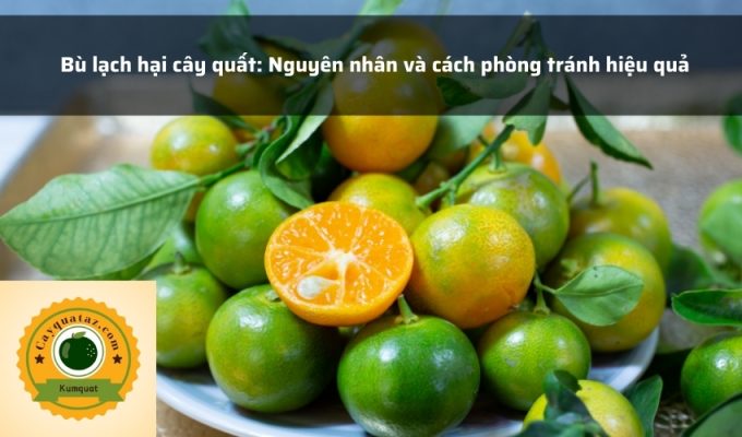 Bù lạch hại cây quất: Nguyên nhân và cách phòng tránh hiệu quả