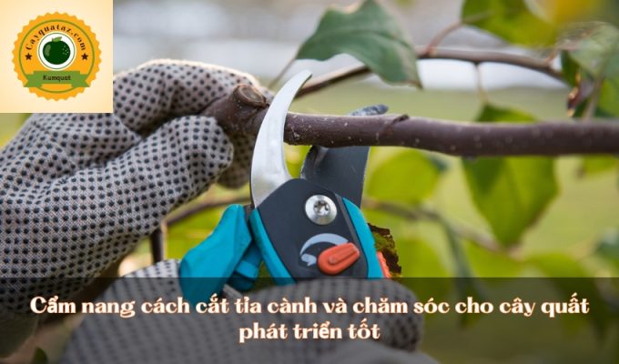 Cẩm nang cách cắt tỉa cành và chăm sóc cho cây quất phát triển tốt