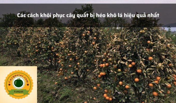 Các cách khôi phục cây quất bị héo khô lá hiệu quả nhất