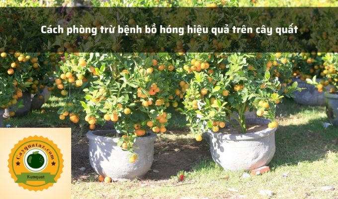 Cách phòng trừ bệnh bồ hóng hiệu quả trên cây quất