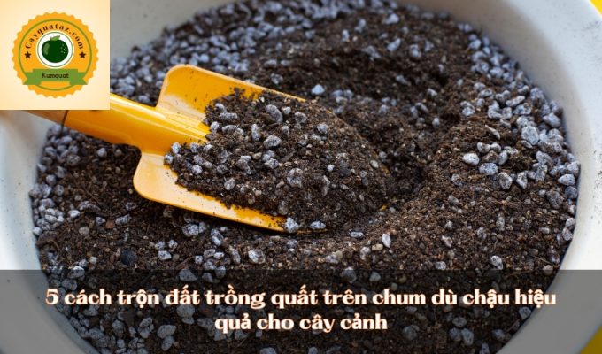 5 cách trộn đất trồng quất trên chum dù chậu hiệu quả cho cây cảnh