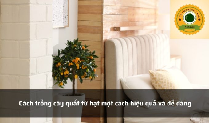 Cách trồng cây quất từ hạt một cách hiệu quả và dễ dàng