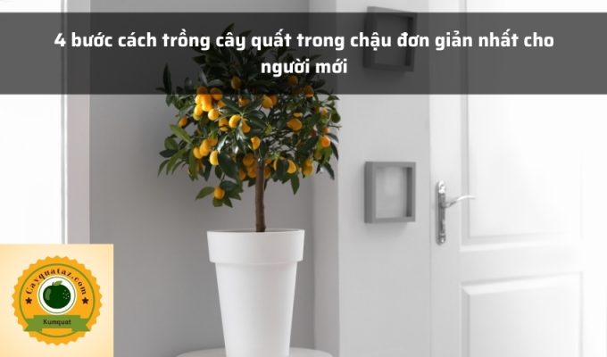 4 bước cách trồng cây quất trong chậu đơn giản nhất cho người mới