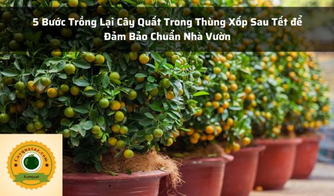 5 Bước Trồng Lại Cây Quất Trong Thùng Xốp Sau Tết để Đảm Bảo Chuẩn Nhà Vườn