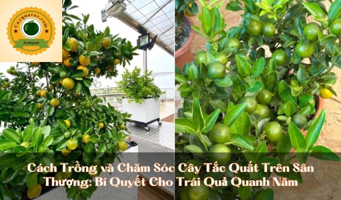 Cách Trồng và Chăm Sóc Cây Tắc Quất Trên Sân Thượng: Bí Quyết Cho Trái Quả Quanh Năm