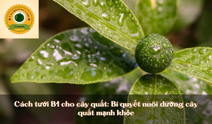 Cách tưới B1 cho cây quất: Bí quyết nuôi dưỡng cây quất mạnh khỏe