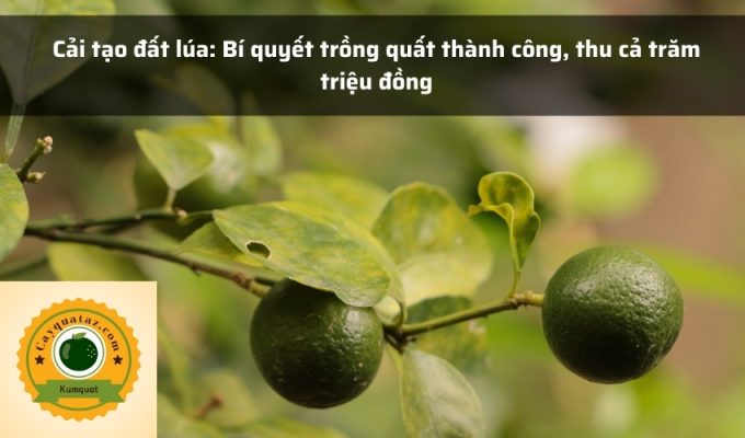 Cải tạo đất lúa: Bí quyết trồng quất thành công, thu cả trăm triệu đồng