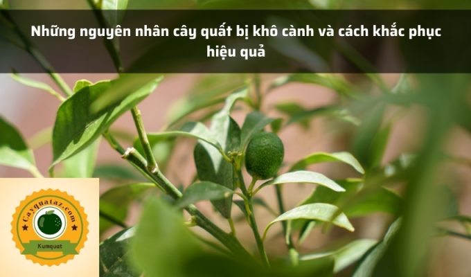 Những nguyên nhân cây quất bị khô cành và cách khắc phục hiệu quả