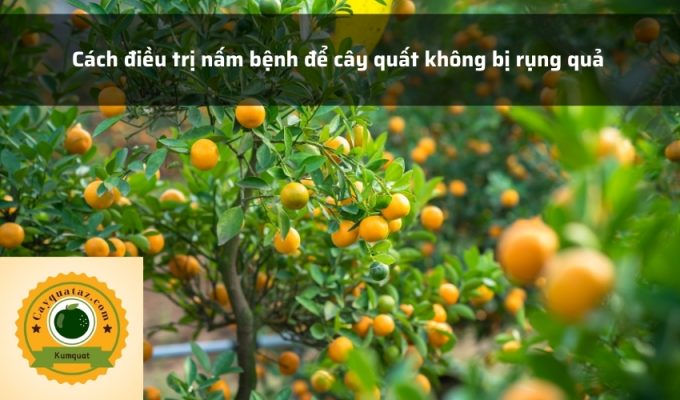 Cách điều trị nấm bệnh để cây quất không bị rụng quả 