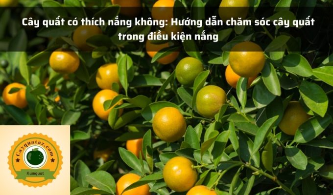 Cây quất có thích nắng không: Hướng dẫn chăm sóc cây quất trong điều kiện nắng