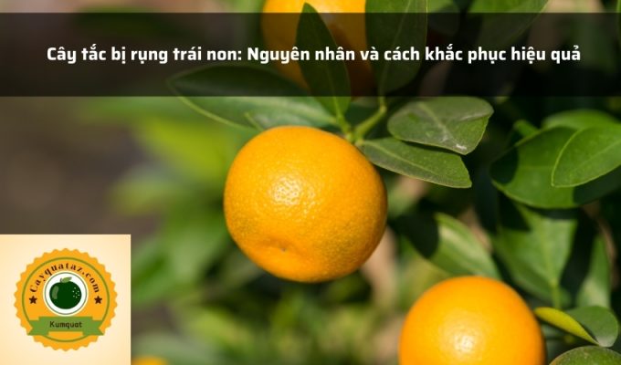 Cây tắc bị rụng trái non: Nguyên nhân và cách khắc phục hiệu quả