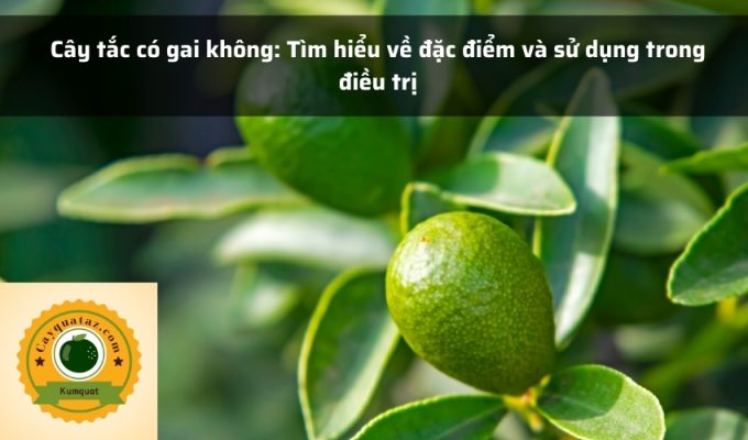 Cây tắc có gai không: Tìm hiểu về đặc điểm và sử dụng trong điều trị