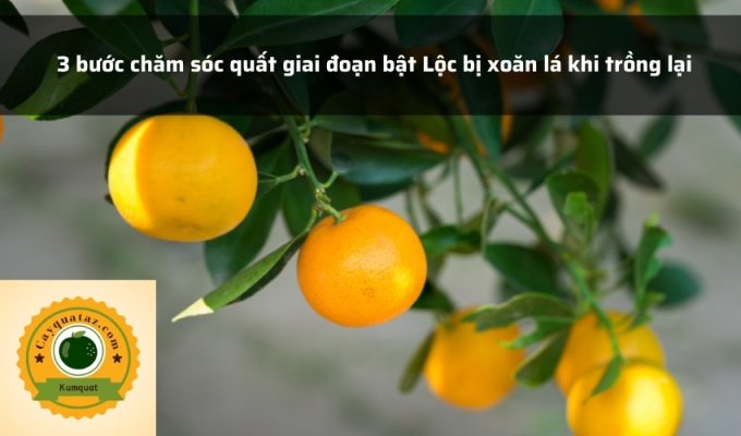 3 bước chăm sóc quất giai đoạn bật Lộc bị xoăn lá khi trồng lại