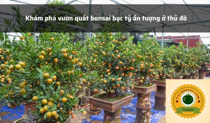 Khám phá vườn quất bonsai bạc tỷ ấn tượng ở thủ đô