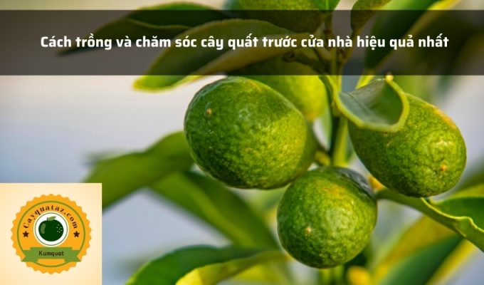 Cách trồng và chăm sóc cây quất trước cửa nhà hiệu quả nhất