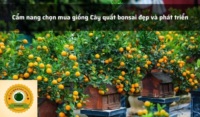 Cẩm nang chọn mua giống Cây quất bonsai đẹp và phát triển