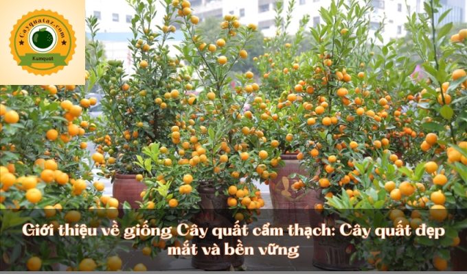 Giới thiệu về giống Cây quất cẩm thạch: Cây quất đẹp mắt và bền vững