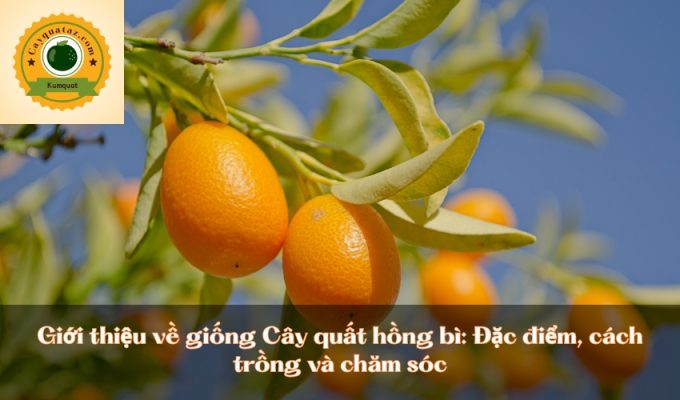 Giới thiệu về giống Cây quất hồng bì: Đặc điểm, cách trồng và chăm sóc