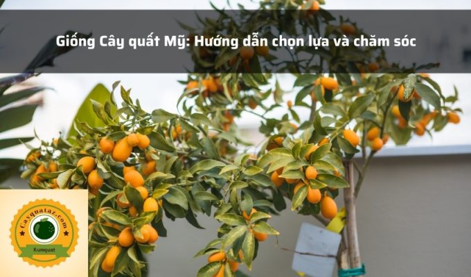 Giống Cây quất Mỹ: Hướng dẫn chọn lựa và chăm sóc