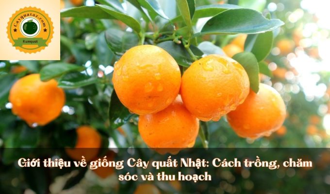 Giới thiệu về giống Cây quất Nhật: Cách trồng, chăm sóc và thu hoạch