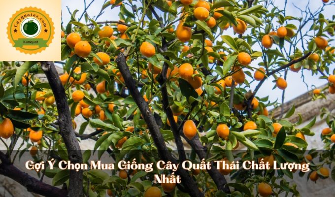 Gợi Ý Chọn Mua Giống Cây Quất Thái Chất Lượng Nhất