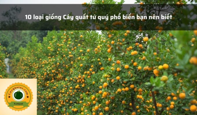 10 loại giống Cây quất tứ quý phổ biến bạn nên biết