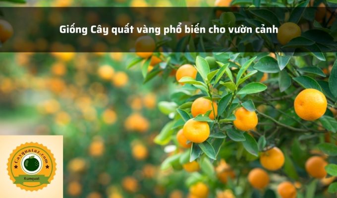 Giống Cây quất vàng phổ biến cho vườn cảnh