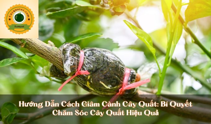 Hướng Dẫn Cách Giâm Cành Cây Quất: Bí Quyết Chăm Sóc Cây Quất Hiệu Quả