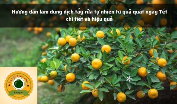 Hướng dẫn làm dung dịch tẩy rửa tự nhiên từ quả quất ngày Tết chi tiết và hiệu quả