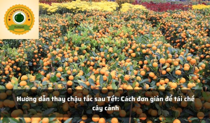 Hướng dẫn thay chậu tắc sau Tết: Cách đơn giản để tái chế cây cảnh