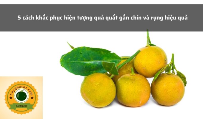 5 cách khắc phục hiện tượng quả quất gần chín và rụng hiệu quả