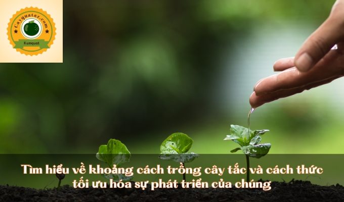 Tìm hiểu về khoảng cách trồng cây tắc và cách thức tối ưu hóa sự phát triển của chúng