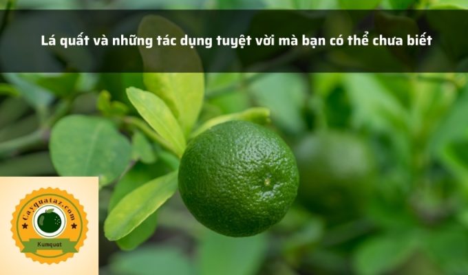 Lá quất và những tác dụng tuyệt vời mà bạn có thể chưa biết