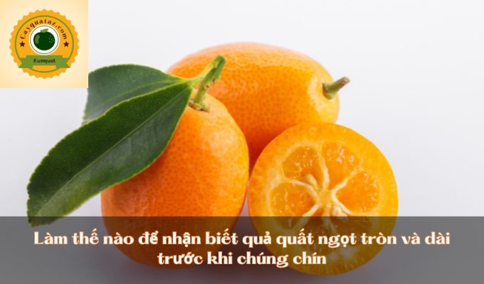 Làm thế nào để nhận biết quả quất ngọt tròn và dài trước khi chúng chín