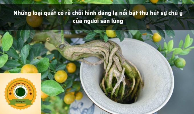 Những loại quất có rễ chồi hình dáng lạ nổi bật thu hút sự chú ý của người săn lùng