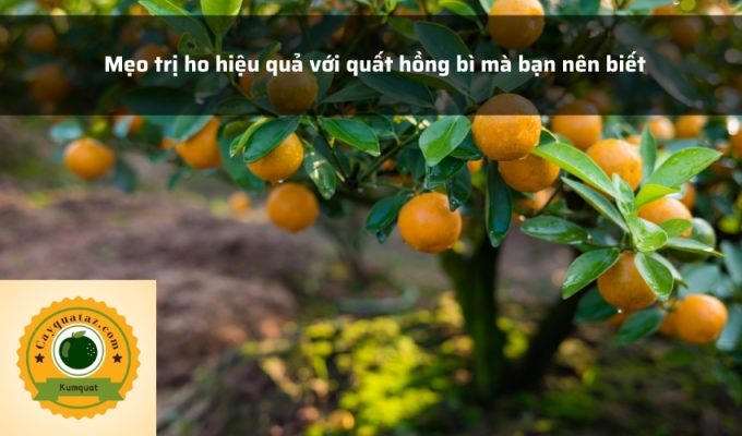 Mẹo trị ho hiệu quả với quất hồng bì mà bạn nên biết