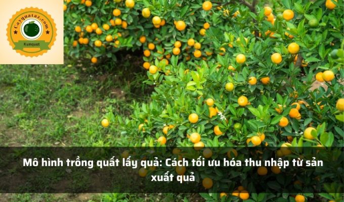 Mô hình trồng quất lấy quả: Cách tối ưu hóa thu nhập từ sản xuất quả