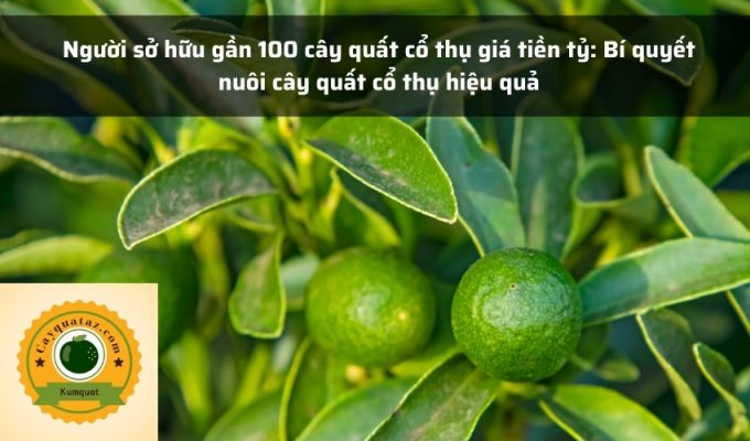 Người sở hữu gần 100 cây quất cổ thụ giá tiền tỷ: Bí quyết nuôi cây quất cổ thụ hiệu quả