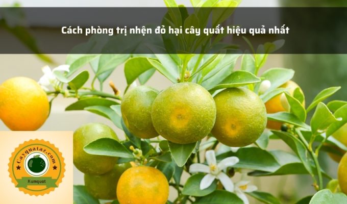 Cách phòng trị nhện đỏ hại cây quất hiệu quả nhất