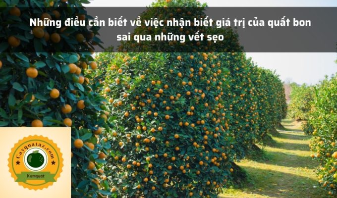 Những điều cần biết về việc nhận biết giá trị của quất bon sai qua những vết sẹo