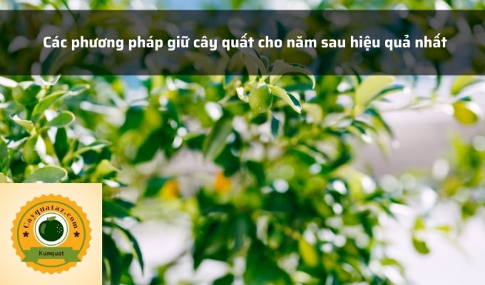 Các phương pháp giữ cây quất cho năm sau hiệu quả nhất