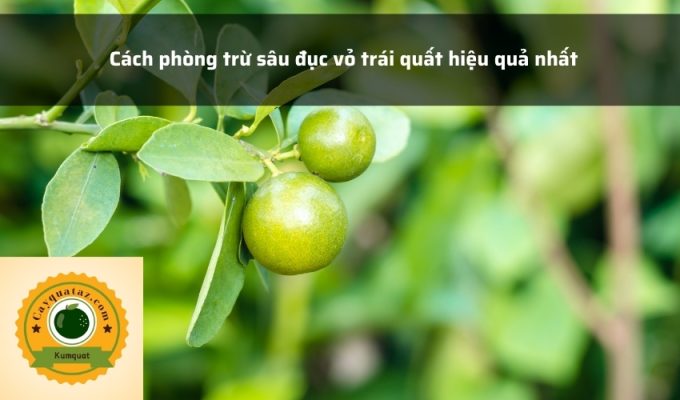 Cách phòng trừ sâu đục vỏ trái quất hiệu quả nhất