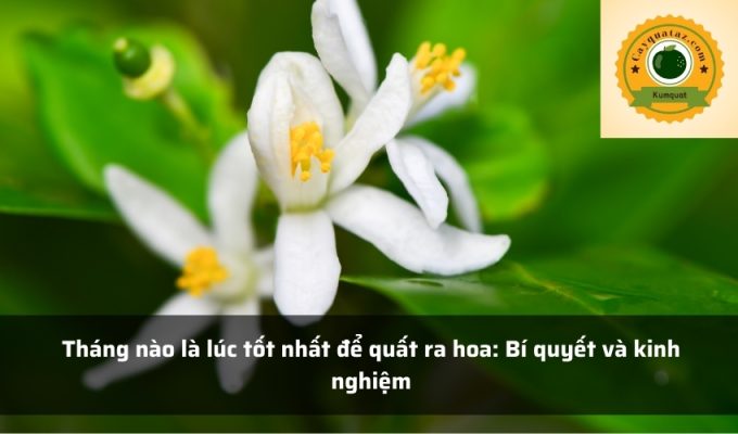 Tháng nào là lúc tốt nhất để quất ra hoa: Bí quyết và kinh nghiệm