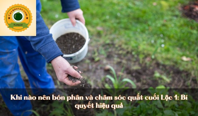 Khi nào nên bón phân và chăm sóc quất cuối Lộc 1: Bí quyết hiệu quả