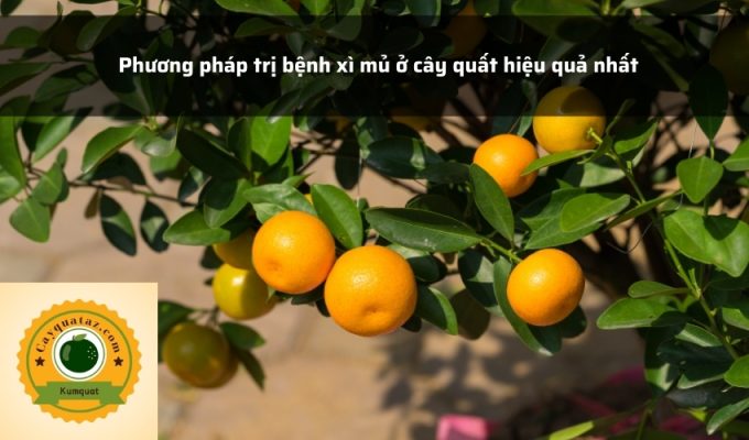 Phương pháp trị bệnh xì mủ ở cây quất hiệu quả nhất