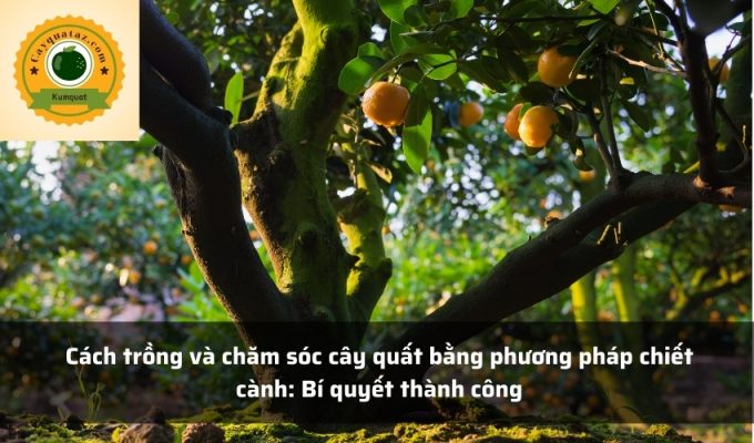 Cách trồng và chăm sóc cây quất bằng phương pháp chiết cành: Bí quyết thành công