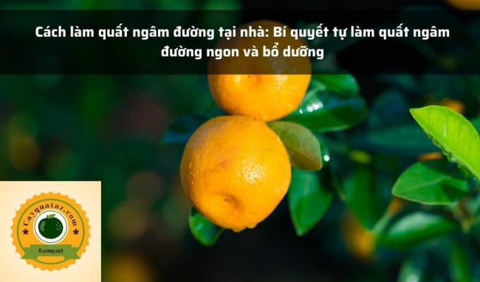 Cách làm quất ngâm đường tại nhà: Bí quyết tự làm quất ngâm đường ngon và bổ dưỡng